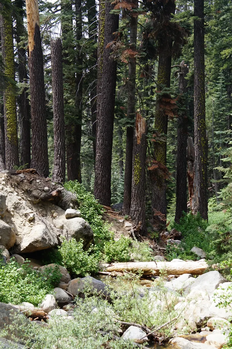 A creek under tall conifers